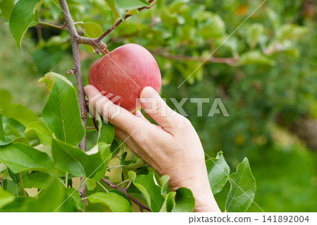 A scene of apple picking in an orchard, with people holding apples in their hands. A scene of apple picking in an orchard, with people holding apples in their hands. 141892004