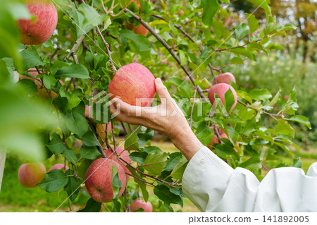 Scenes of apple picking in an orchard, people picking apples. Scenes of apple picking in an orchard, people picking apples. 141892005