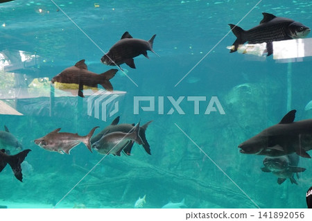 Diverse Fish Species in a Large Blue Aquarium Diverse Fish Species in a Large Blue Aquarium 141892056