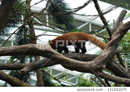 Red Panda Walking on Tree Branches in Enclosure Red Panda Walking on Tree Branches in Enclosure 141892075
