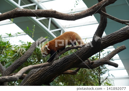 Cute Red Panda Walking on Tree Branch Wildlife Scene Cute Red Panda Walking on Tree Branch Wildlife Scene 141892077