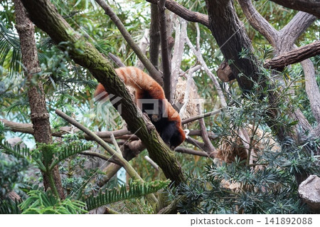 Adorable Red Panda climbing tree branches in lush habitat Adorable Red Panda climbing tree branches in lush habitat 141892088