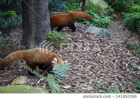 Adorable Red Pandas Strolling Through a Lush Woodland Habitat Adorable Red Pandas Strolling Through a Lush Woodland Habitat 141892090