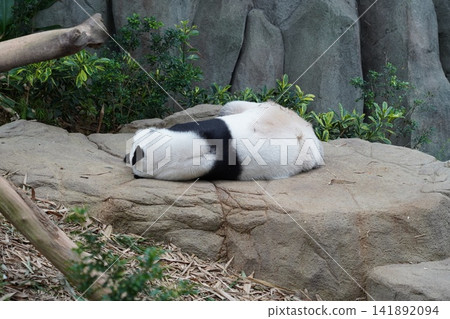 Giant Panda Sleeping Peacefully on a Rock Giant Panda Sleeping Peacefully on a Rock 141892094