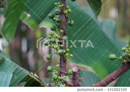 Vibrant Green Figs Cluster on Tropical Tree Trunk Vibrant Green Figs Cluster on Tropical Tree Trunk 141892100
