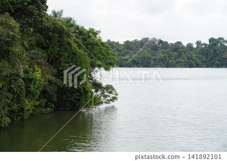 Lush Green Tropical Forest Edging a Serene Lake Lush Green Tropical Forest Edging a Serene Lake 141892101