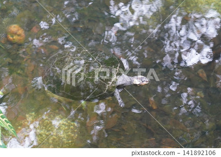 Freshwater Turtle Swimming in Clear Pond Water Freshwater Turtle Swimming in Clear Pond Water 141892106