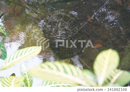 Dark Turtle Swimming in Clear Pond Water Dark Turtle Swimming in Clear Pond Water 141892108