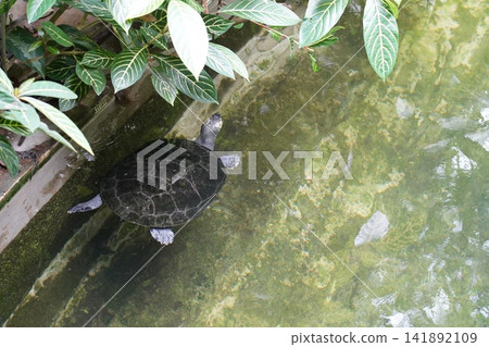 Black Turtle Swims in Clear Water with Green Plants Black Turtle Swims in Clear Water with Green Plants 141892109