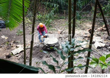 Man cutting palm tree stump with chainsaw in jungle 141892114