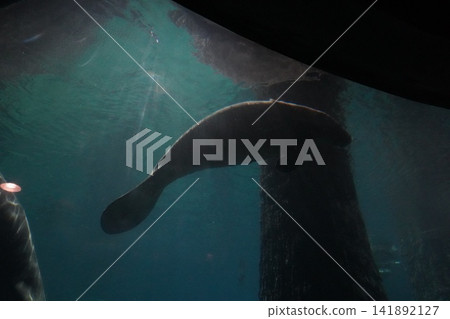 Manatee gracefully swimming in an underwater environment Manatee gracefully swimming in an underwater environment 141892127