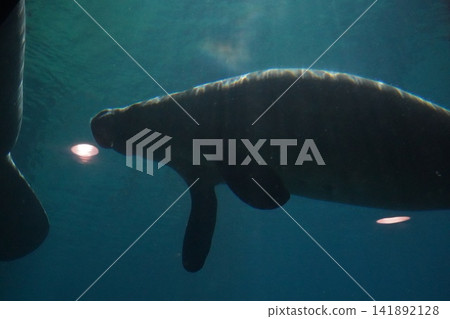 Graceful Manatee Swims Underwater in Blue Habitat Graceful Manatee Swims Underwater in Blue Habitat 141892128