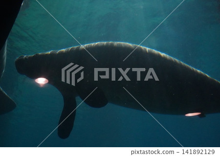 Manatee Gracefully Swimming Underwater in Blue Water Manatee Gracefully Swimming Underwater in Blue Water 141892129