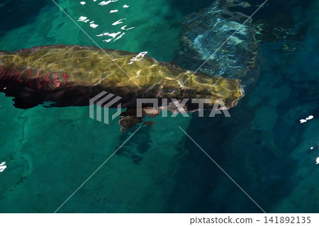 Tropical Fish Grandeur Humphead Wrasse Underwater Tropical Fish Grandeur Humphead Wrasse Underwater 141892135