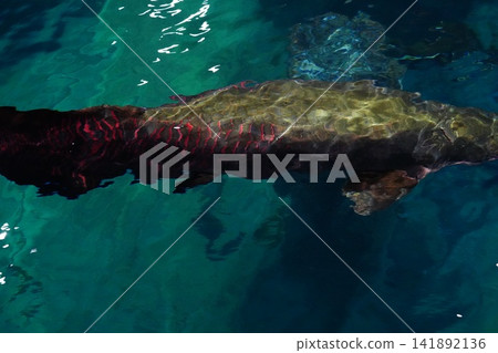 Giant Arapaima Glimmering in Clear Turquoise Water 141892136