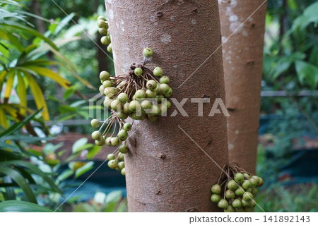 Tropical fig tree with unique fruits on its trunk Tropical fig tree with unique fruits on its trunk 141892143