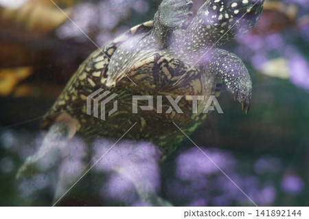 Spotted Turtle Gracefully Swimming Underwater Spotted Turtle Gracefully Swimming Underwater 141892144