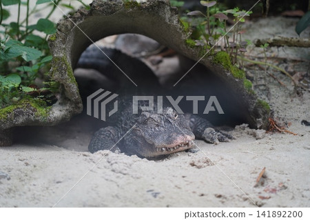 American Alligator Resting Under a Natural Shelter American Alligator Resting Under a Natural Shelter 141892200