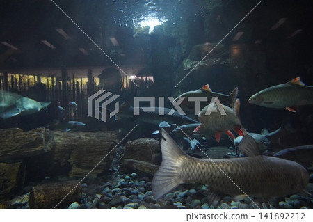 Sturgeons and barbs swimming in a large aquatic exhibit Sturgeons and barbs swimming in a large aquatic exhibit 141892212
