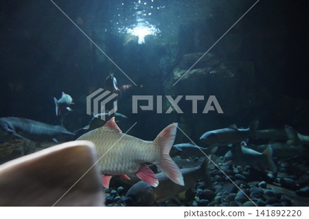 Vibrant Tinfoil Barb Swimming in a Dark Aquarium Vibrant Tinfoil Barb Swimming in a Dark Aquarium 141892220