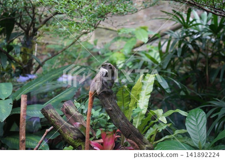 Emperor Tamarin Monkey in Lush Jungle Habitat Emperor Tamarin Monkey in Lush Jungle Habitat 141892224