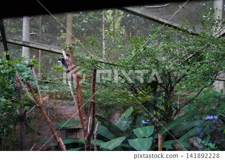 Emperor Tamarin Monkey in Natural Habitat Exhibit 141892228
