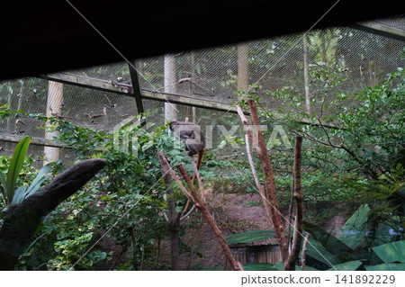 Cotton top tamarin monkey in a natural habitat enclosure Cotton top tamarin monkey in a natural habitat enclosure 141892229
