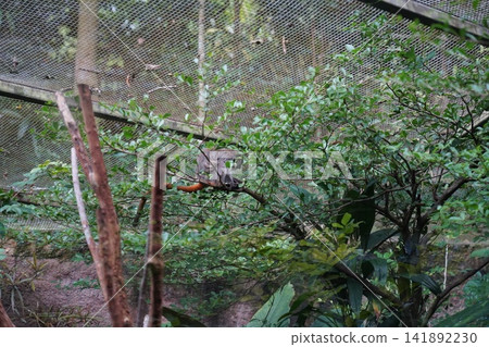 Pale-throated sloth eating in its natural habitat zoo enclosure Pale-throated sloth eating in its natural habitat zoo enclosure 141892230
