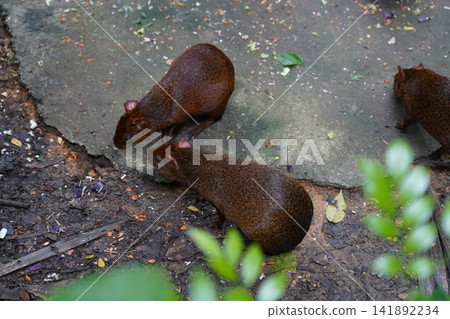 Agoutis Foraging on Ground in Natural Habitat Agoutis Foraging on Ground in Natural Habitat 141892234