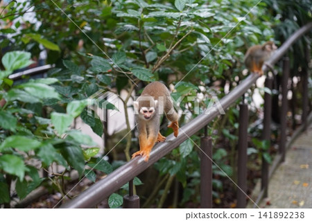 Common Squirrel Monkey Exploring a Park Railing Common Squirrel Monkey Exploring a Park Railing 141892238