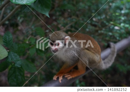 Curious Squirrel Monkey in Its Natural Habitat Curious Squirrel Monkey in Its Natural Habitat 141892252