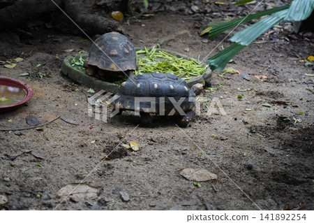 Two Red-footed Tortoises Feeding in Natural Habitat Two Red-footed Tortoises Feeding in Natural Habitat 141892254