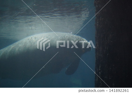 Gentle manatee swimming gracefully underwater in clear blue water Gentle manatee swimming gracefully underwater in clear blue water 141892261