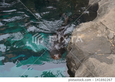 Curious California Sea Lion Peeking from Clear Water Curious California Sea Lion Peeking from Clear Water 141892267