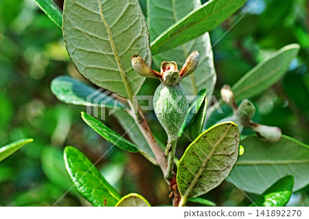 Whitish feijoa fruit (summer, July) Whitish feijoa fruit (summer, July) 141892270