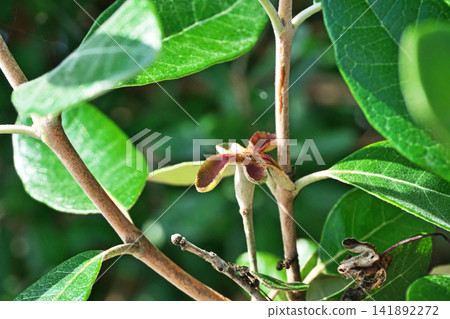 Whitish feijoa fruit (summer, July) Whitish feijoa fruit (summer, July) 141892272