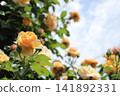 Yellow rose 141892331