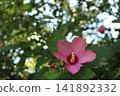 Hibiscus (pink) 141892332
