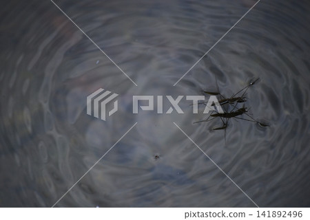 Ripples spreading across the water's surface and water striders Ripples spreading across the water's surface and water striders 141892496