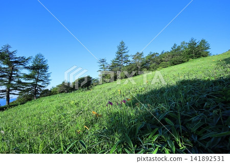 Daylilies and irises / Kisuge-daira Park, Kirifuri Highlands, Tochigi Prefecture Daylilies and irises / Kisuge-daira Park, Kirifuri Highlands, Tochigi Prefecture 141892531