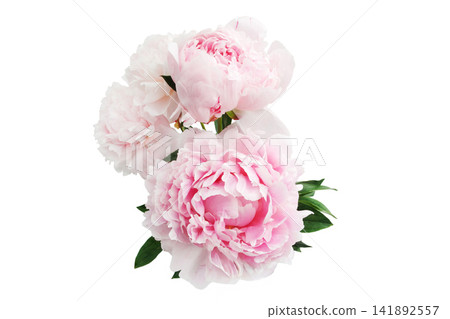 Pink peony bouquet blooming on white background Pink peony bouquet blooming on white background 141892557