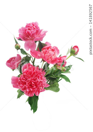 Pink peonies blooming with green leaves on white background Pink peonies blooming with green leaves on white background 141892567