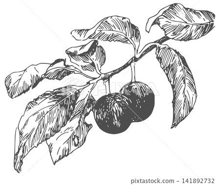 Vector sketch of blackthorn. A branch of wild plum in an engraving style. Clipart for liqueur, gin, or jam. Imitation of the ancient technique of etching. Line drawing of wild berries in ink. Vector sketch of blackthorn. A branch of wild plum in an engraving style. Clipart for liqueur, gin, or jam. Imitation of the ancient technique of etching. Line drawing of wild berries in ink. 141892732