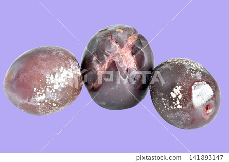 Rotten plum fruits. Rotten plum fruits. 141893147