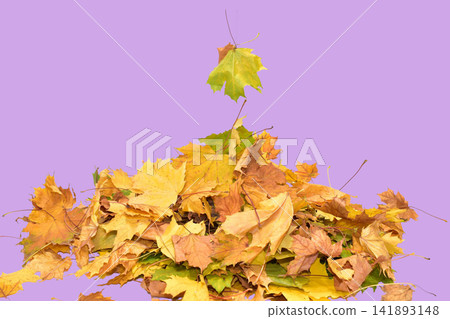 Autumn. A pile of yellow leaves. Autumn. A pile of yellow leaves. 141893148