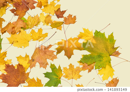 Autumn. Fallen yellow leaves. Autumn. Fallen yellow leaves. 141893149