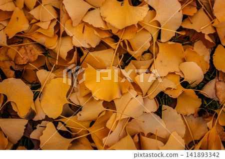 Close-up of golden ginkgo leaves covering the ground in autumn, forming a rich natural texture with fan-shaped foliage, warm ochre tones. Close-up of golden ginkgo leaves covering the ground in autumn, forming a rich natural texture with fan-shaped foliage, warm ochre tones. 141893342
