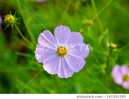 盛開的淡粉紅色波斯菊。 盛開的淡粉紅色波斯菊。 141893395