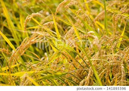 Autumn image: ripe rice ears Autumn image: ripe rice ears 141893396