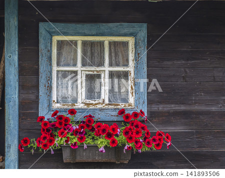 Rustic Blue Window With Red Petunias in Window Box on Wooden Cottage Wall Rustic Blue Window With Red Petunias in Window Box on Wooden Cottage Wall 141893506